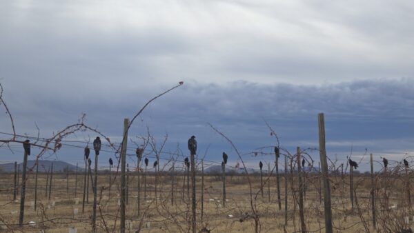 Caja de Aura Roble de 750 mL
